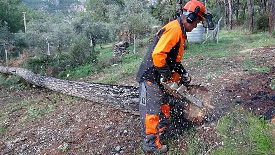 Kuraklığın vurduğu kızılçamlar kesiliyor