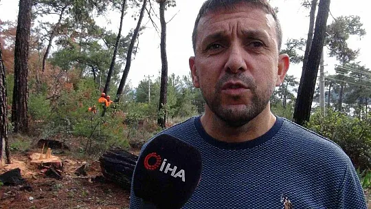 Kuraklığın vurduğu kızılçamlar kesiliyor