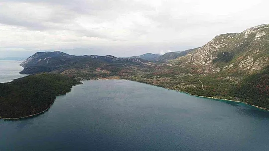 Kuraklığın vurduğu kızılçamlar kesiliyor