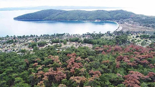 Kuraklığın vurduğu kızılçamlar kesiliyor
