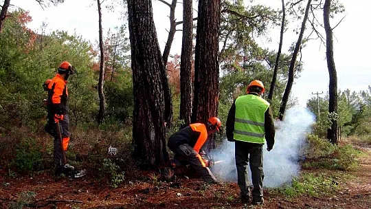 Kuraklığın vurduğu kızılçamlar kesiliyor