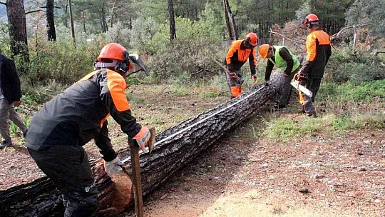 Kuraklığın vurduğu kızılçamlar kesiliyor