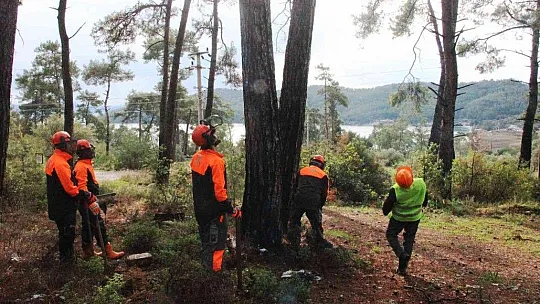 Kuraklığın vurduğu kızılçamlar kesiliyor