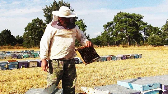 Kuraklık çam balını vurdu, arılar açlıkla karşı karşıya