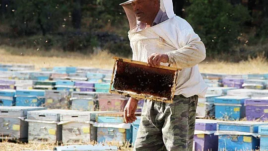 Kuraklık çam balını vurdu, arılar açlıkla karşı karşıya