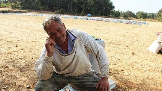 Kuraklık çam balını vurdu, arılar açlıkla karşı karşıya