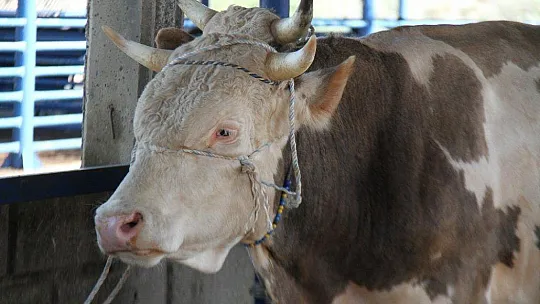 Kurban Hizmetleri Komisyonu kararları açıklandı