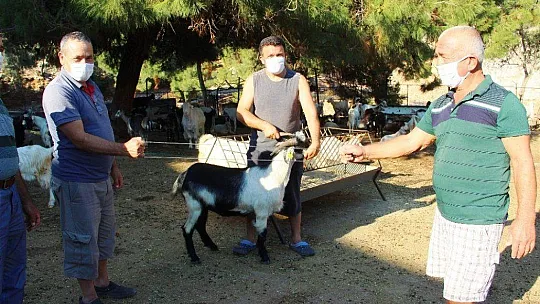 Kurban pazarlığında tokalaşma devri bitti, iple pazarlık başladı