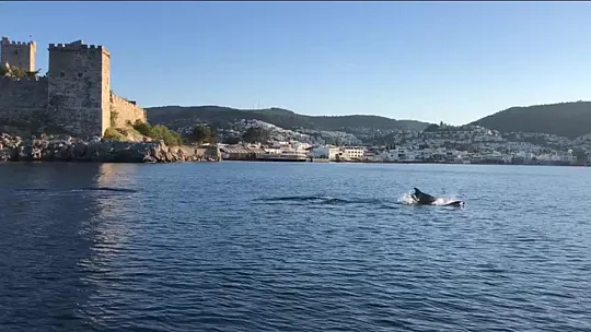 Kürekçilere yunus sürprizi