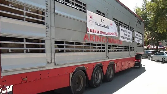 Kütahyalılardan yangın mağduru Muğla'ya hayvan desteği