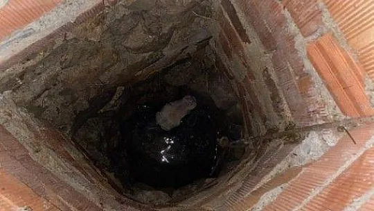 Kuyuya düşen buzağıyı kurtarmak için seferber oldular