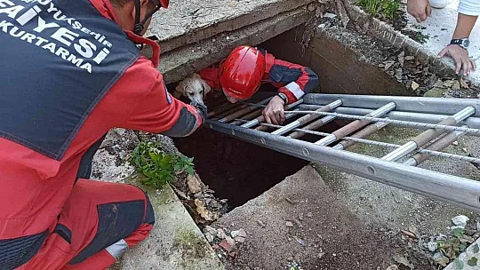 Kuyuya düşen köpek için seferber oldular