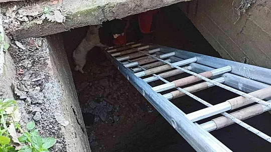 Kuyuya düşen köpek için seferber oldular
