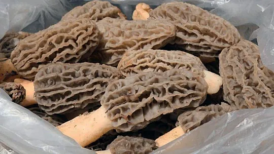 Kuzugöbeği altınla yarışıyor
