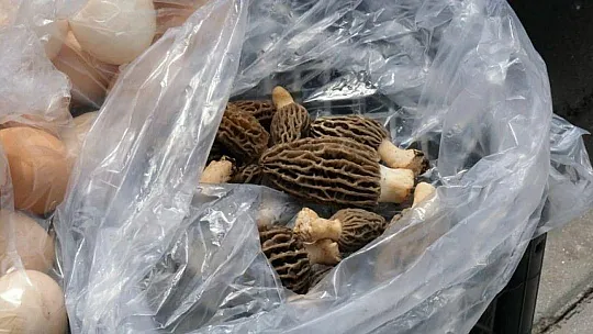 Kuzugöbeği altınla yarışıyor