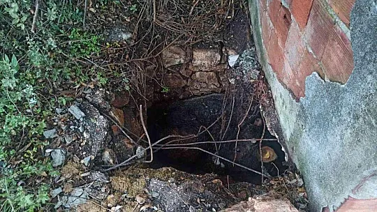 Lağım çukuruna düşen dana kurtarıldı