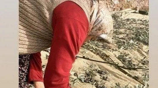 Londra'da dil eğitimi aldı, baba ocağına dönüp zeytinyağı işine girdi
