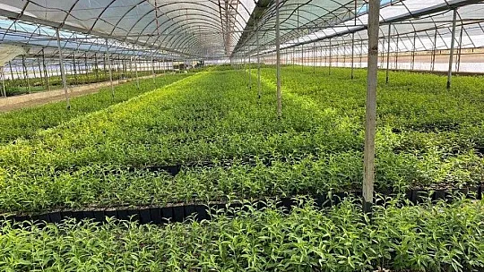 Manisa ve Muğla'dan Azerbaycan'a ceviz ve badem fidanı ihracatı