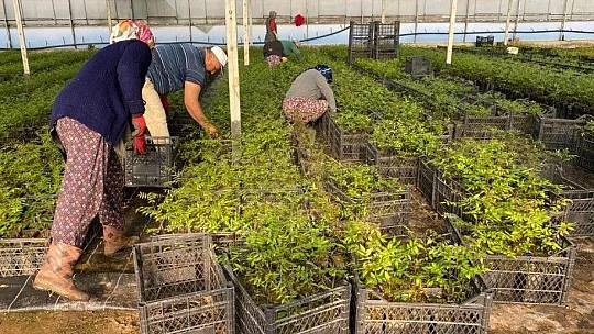 Manisa ve Muğla'dan Azerbaycan'a ceviz ve badem fidanı ihracatı