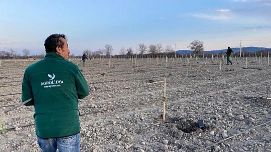 Manisa ve Muğla'dan Azerbaycan'a ceviz ve badem fidanı ihracatı