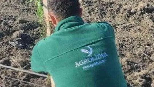 Manisa ve Muğla'dan Azerbaycan'a ceviz ve badem fidanı ihracatı