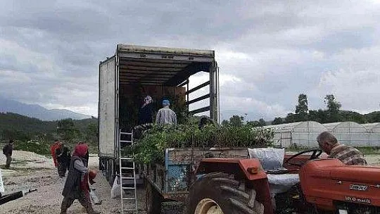 Manisa ve Muğla'dan Azerbaycan'a ceviz ve badem fidanı ihracatı