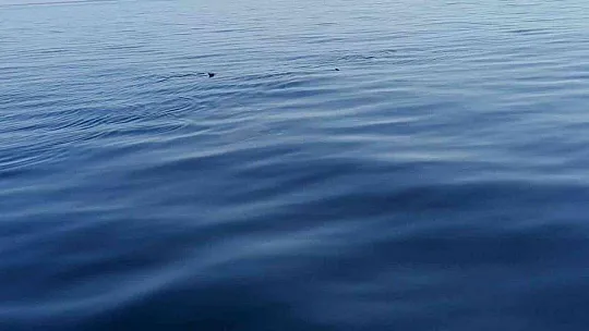 Marmaris açıklarında 'Hayalet Vatoz' sürprizi