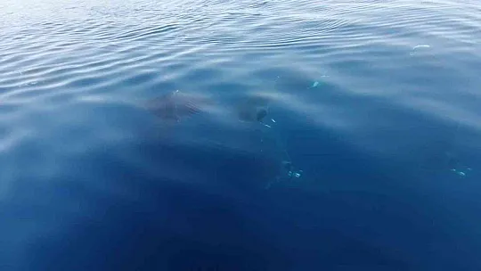 Marmaris açıklarında 'Hayalet Vatoz' sürprizi