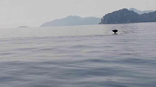 Marmaris açıklarında 'Hayalet Vatoz' sürprizi
