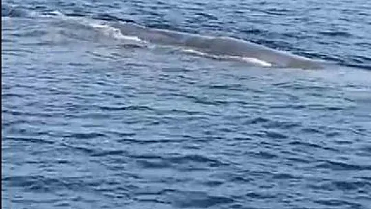 Marmaris açıklarında balina sürprizi