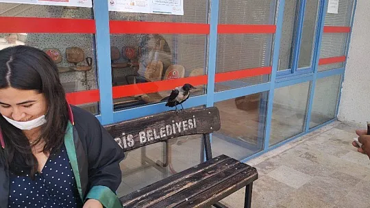 Marmaris Adliyesinin sevimli kargası