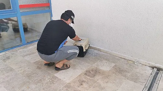 Marmaris Adliyesinin sevimli kargası