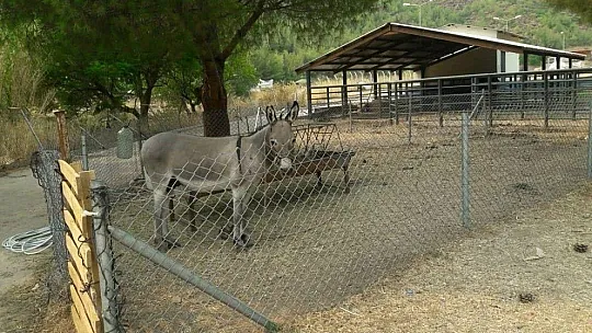 Marmaris Belediyesi Geçici Hayvan Bakımevi yangından etkilenen hayvanlara en güvenli alan oldu