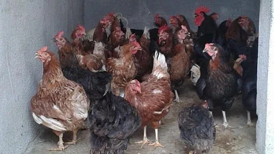 Marmaris Belediyesi Geçici Hayvan Bakımevi yangından etkilenen hayvanlara en güvenli alan oldu