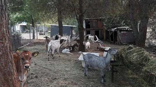 Marmaris Belediyesi Geçici Hayvan Bakımevi yangından etkilenen hayvanlara en güvenli alan oldu