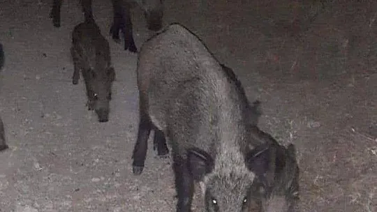 Marmaris Belediyesi Geçici Hayvan Bakımevi yangından etkilenen hayvanlara en güvenli alan oldu