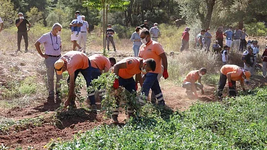 Marmaris Belediyesi ilk yerfıstığı hasadını yaptı