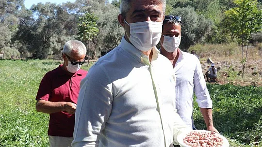 Marmaris Belediyesi ilk yerfıstığı hasadını yaptı