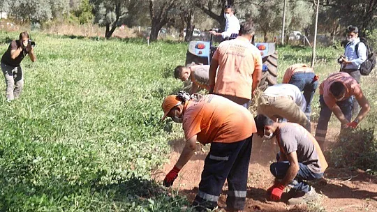 Marmaris Belediyesi ilk yerfıstığı hasadını yaptı