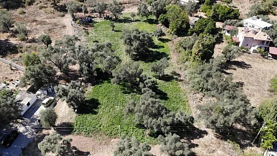 Marmaris Belediyesi ilk yerfıstığı hasadını yaptı