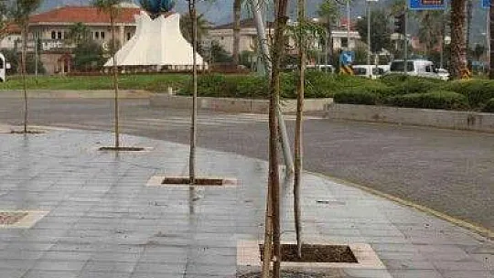 Marmaris'in kaldırımları yemyeşil oluyor