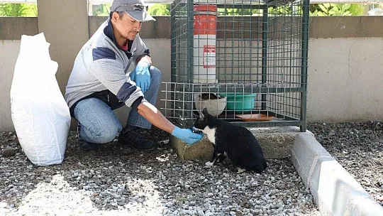 Marmaris'in kedileri bakım altında
