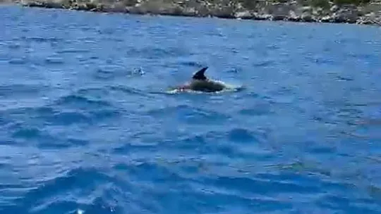 Yunuslar tekneler ile yüzdü