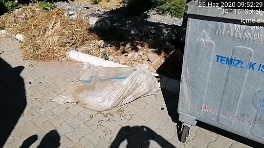 Marmaris'te çöpe atılarak ölüme terk edilen koça belediye sahip çıktı