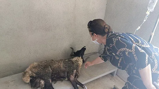 Marmaris'te çuval içinde çöpe atılan koç öldü