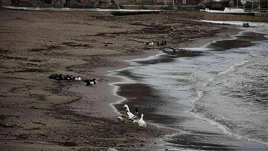 Marmaris'te denizin rengi kahverengiye dönüştü