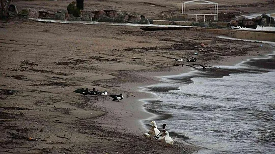 Marmaris'te denizin rengi kahverengiye dönüştü