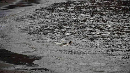 Marmaris'te denizin rengi kahverengiye dönüştü