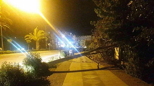 Marmaris'te etkili olan fırtına ağaçları devirdi