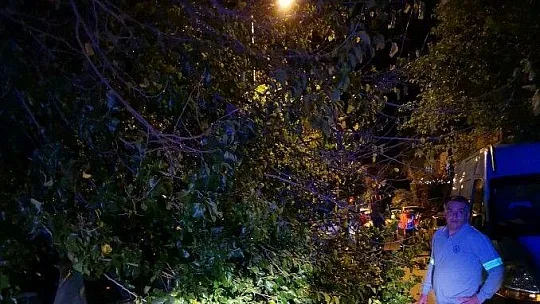 Marmaris'te etkili olan fırtına ağaçları devirdi